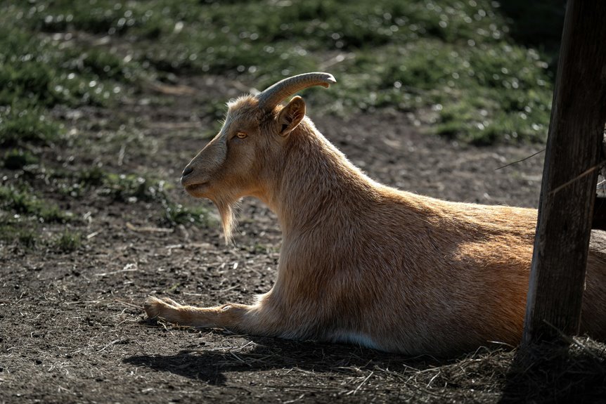 can i keep goat legally