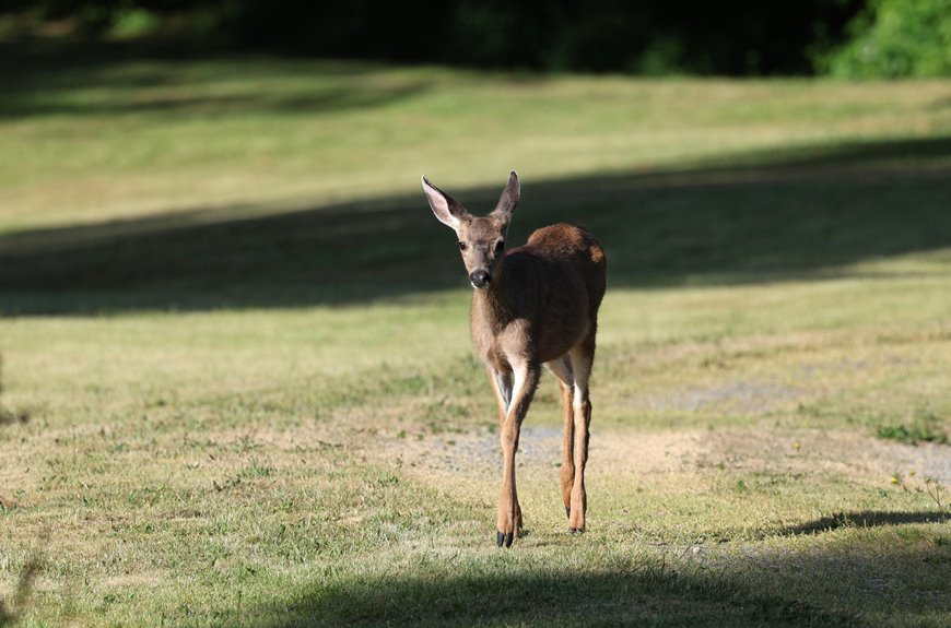 safe backyard deer foods list